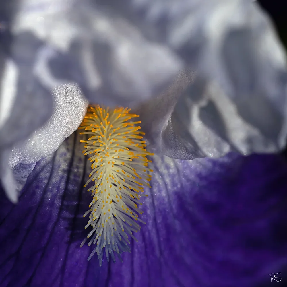 <strong>Flore #1350 - </strong> <small>© Rémy SALAÜN</small>