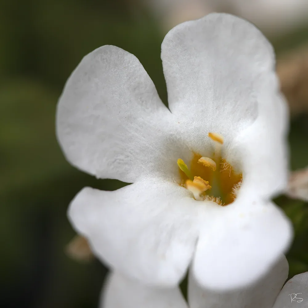 <strong>Flore #1389 - </strong> <small>© Rémy SALAÜN</small>