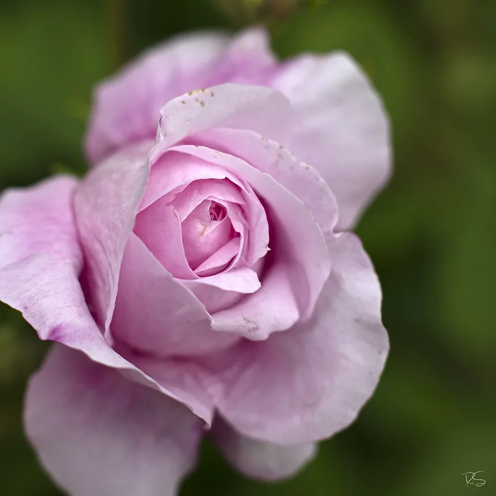 <strong>Flore #1398 - </strong> <small>© Rémy SALAÜN</small>