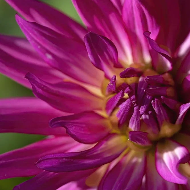 <strong>Flore #1485 - </strong> <small>© Rémy SALAÜN</small>