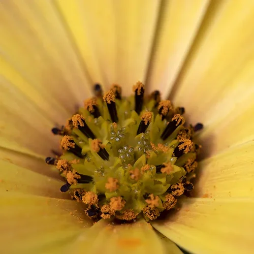 <strong>Flore #1388 - </strong> <small>© Rémy SALAÜN</small>