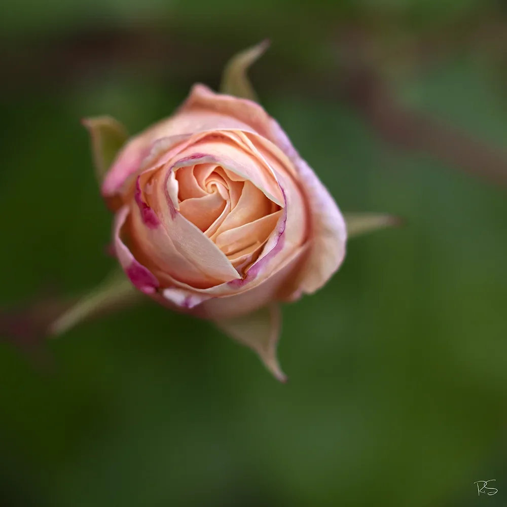 <strong>Flore #1394 - </strong> <small>© Rémy SALAÜN</small>