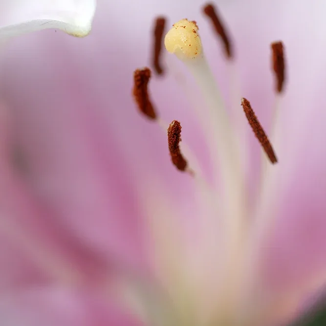 <strong>Flore #1465 - </strong> <small>© Rémy SALAÜN</small>