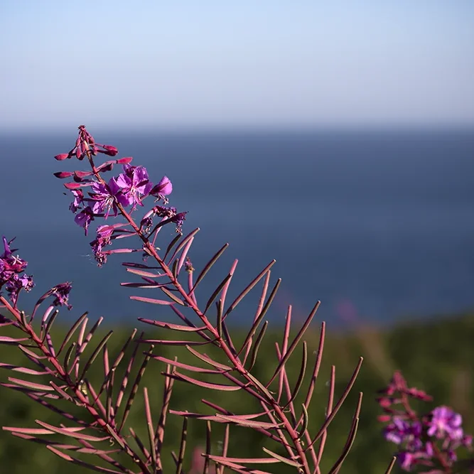 <strong>Vue Sur Mer #727 - Plévenon | 22</strong> <small>© Rémy SALAÜN</small>