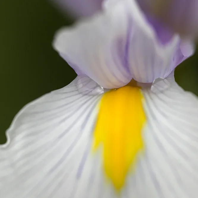 <strong>Flore #1391 - </strong> <small>© Rémy SALAÜN</small>