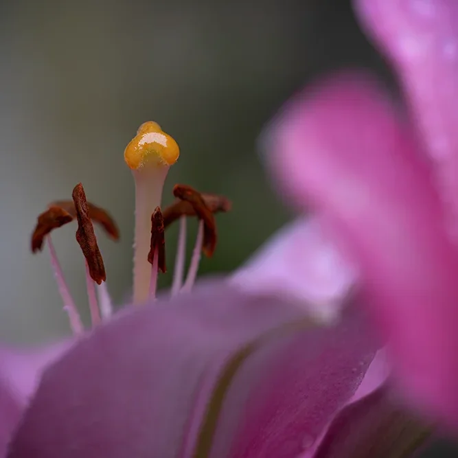 <strong>Flore #1354 - </strong> <small>© Rémy SALAÜN</small>