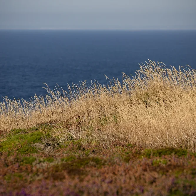 <strong>Vue Sur Mer #730 - Plévenon | 22</strong> <small>© Rémy SALAÜN</small>
