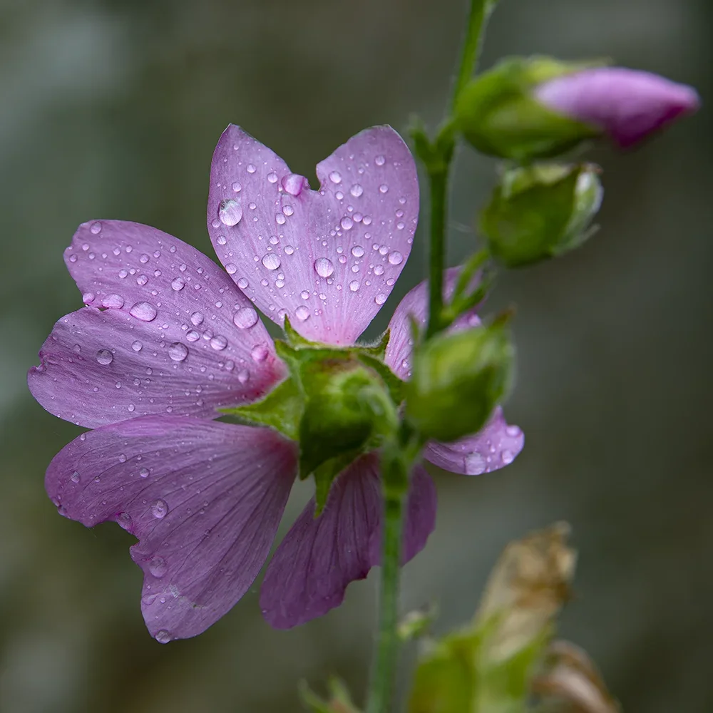 <strong>Après la Pluie #1209 - </strong> <small>© Rémy SALAÜN</small>