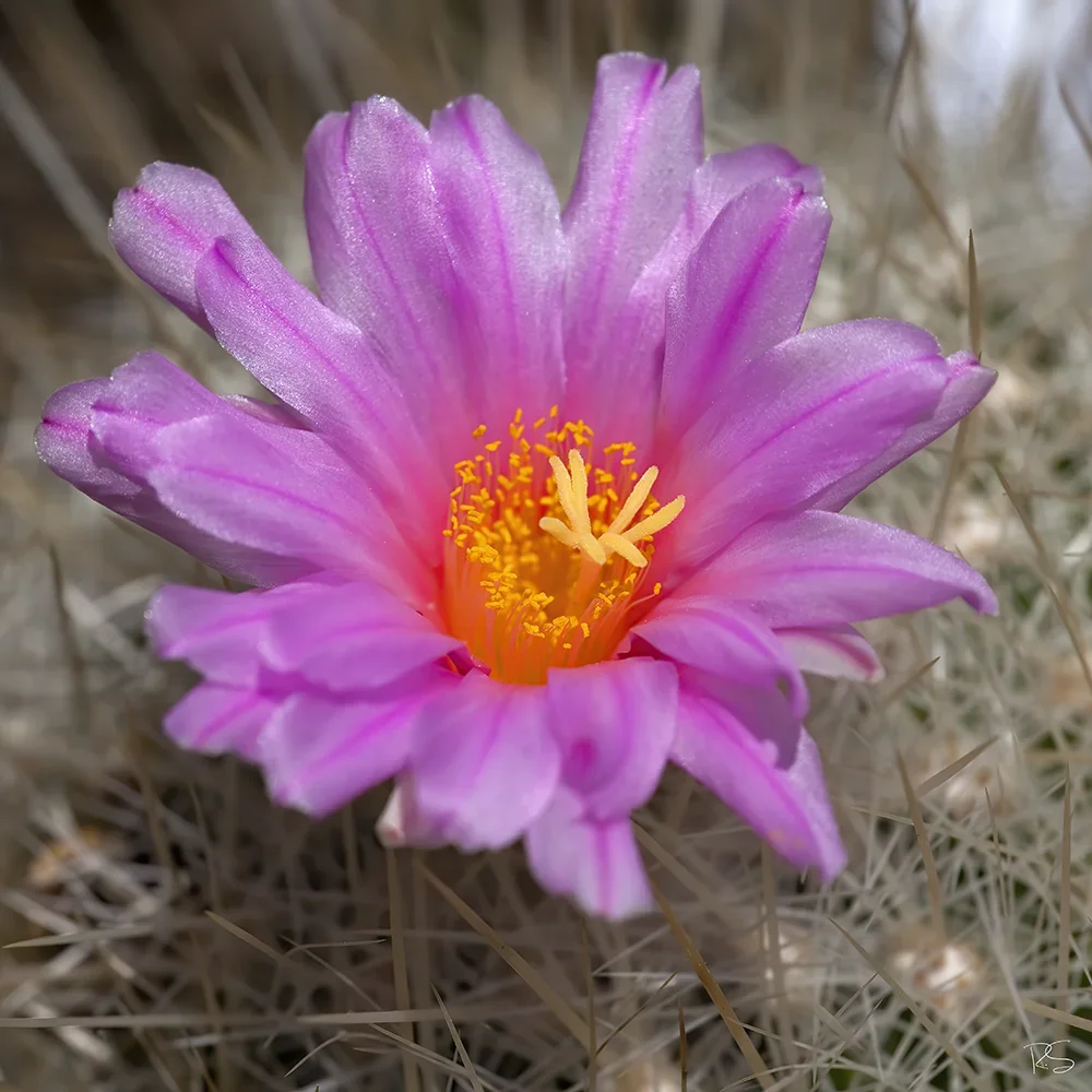 <strong>Flore #1513 - </strong> <small>© Rémy SALAÜN</small>