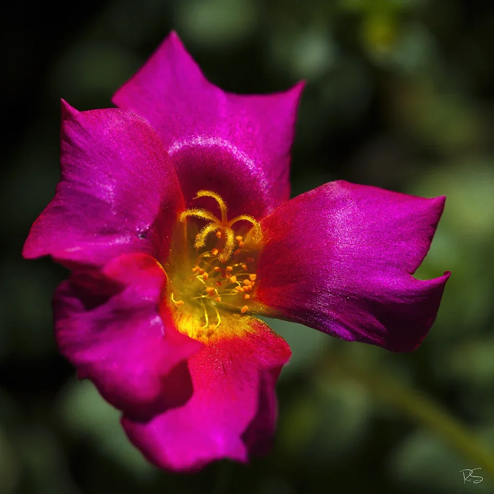 <strong>Flore #1503 - </strong> <small>© Rémy SALAÜN</small>