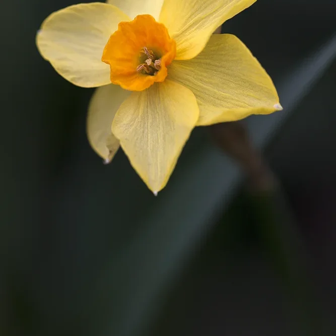 <strong>Flore #1380 - </strong> <small>© Rémy SALAÜN</small>
