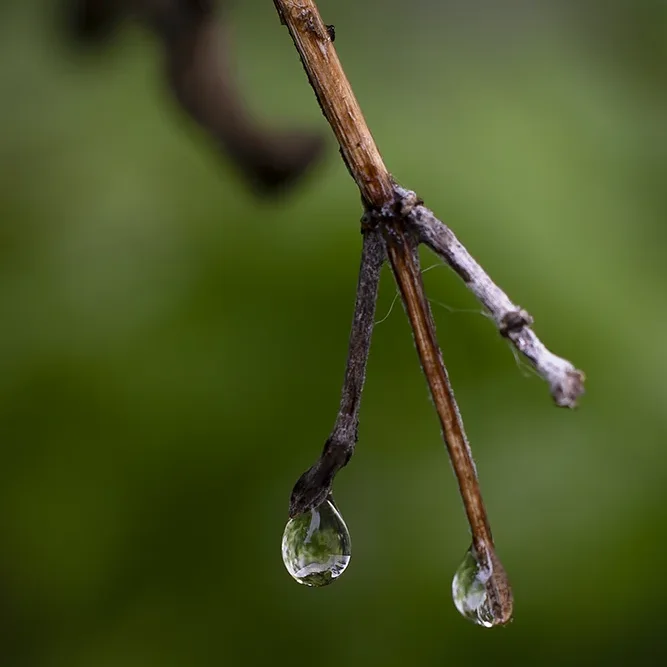<strong>Après la Pluie #1197 - </strong> <small>© Rémy SALAÜN</small>