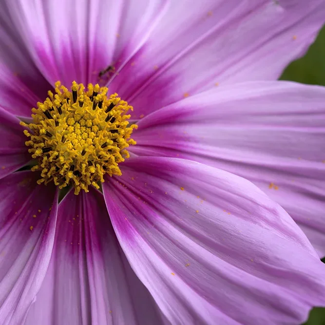 <strong>Flore #1481 - </strong> <small>© Rémy SALAÜN</small>