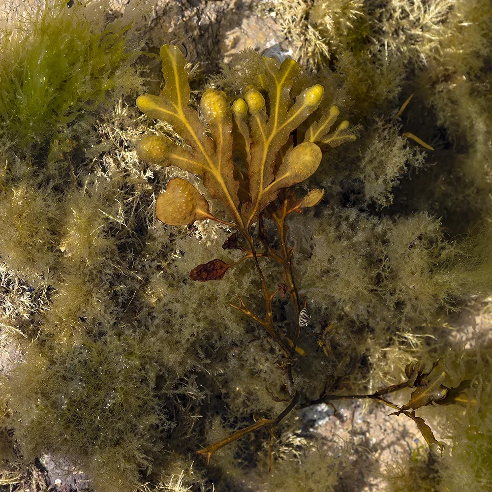 <strong>Vue Sur Mer #704 - Plévenon | 22</strong> <small>© Rémy SALAÜN</small>