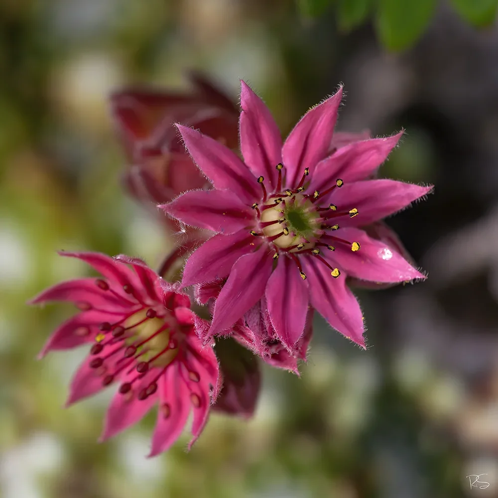 <strong>Flore #1479 - </strong> <small>© Rémy SALAÜN</small>