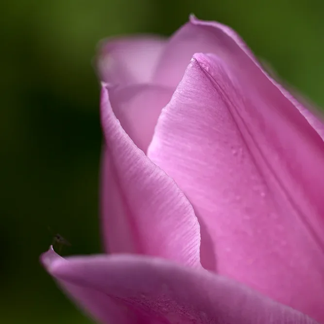 <strong>Flore #1382 - </strong> <small>© Rémy SALAÜN</small>