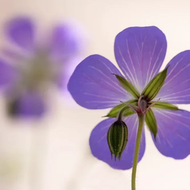 <strong>Flore #1518 - </strong> <small>© Rémy SALAÜN</small>