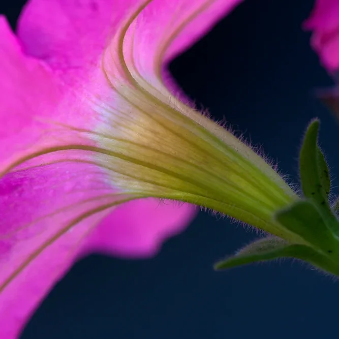 <strong>Flore #1478 - </strong> <small>© Rémy SALAÜN</small>
