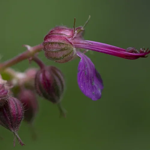 <strong>Flore #1387 - </strong> <small>© Rémy SALAÜN</small>
