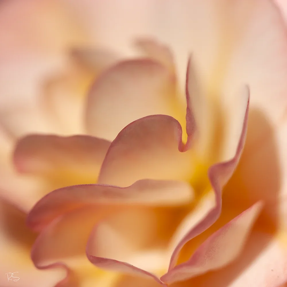 <strong>Flore #1384 - </strong> <small>© Rémy SALAÜN</small>