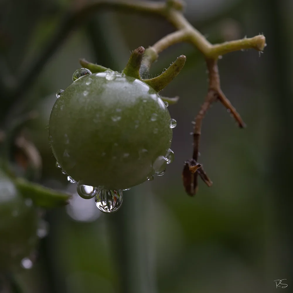 <strong>Après la Pluie #1292</strong> <small>© Rémy SALAÜN</small>