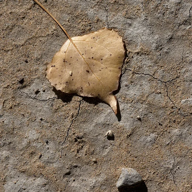 <strong>Flore #1469 - </strong> <small>© Rémy SALAÜN</small>