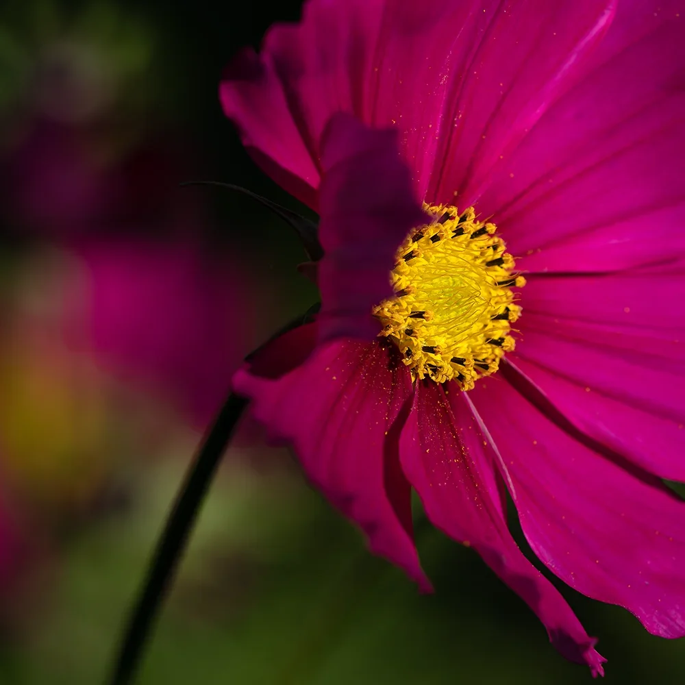 <strong>Flore #1403 - </strong> <small>© Rémy SALAÜN</small>