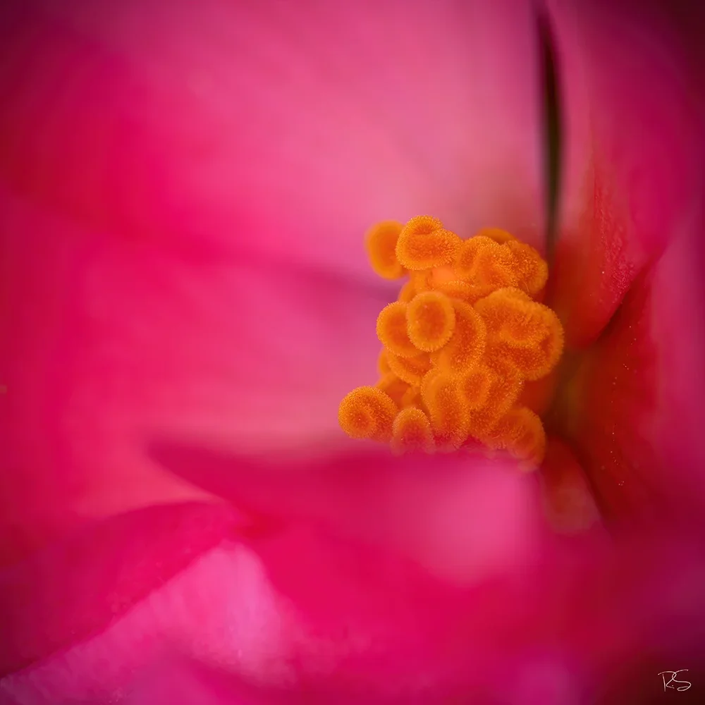 <strong>Flore #1352 - </strong> <small>© Rémy SALAÜN</small>