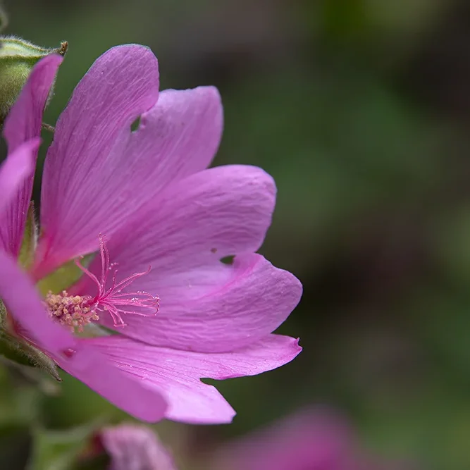<strong>Flore #1357 - </strong> <small>© Rémy SALAÜN</small>