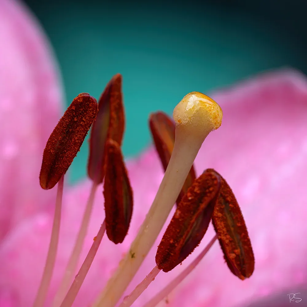 <strong>Flore #1355 - </strong> <small>© Rémy SALAÜN</small>