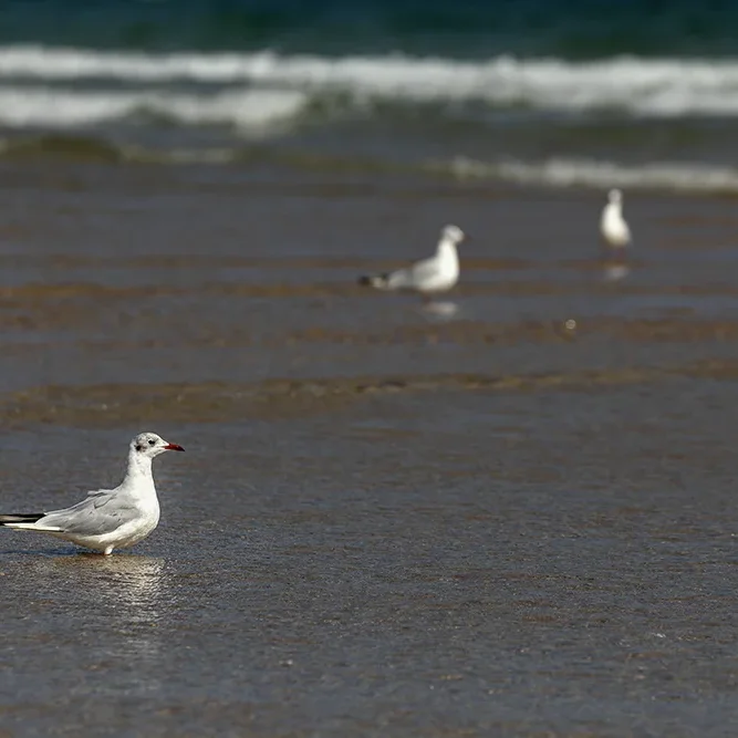 <strong>Vue Sur Mer #736 - Plévenon | 22</strong> <small>© Rémy SALAÜN</small>
