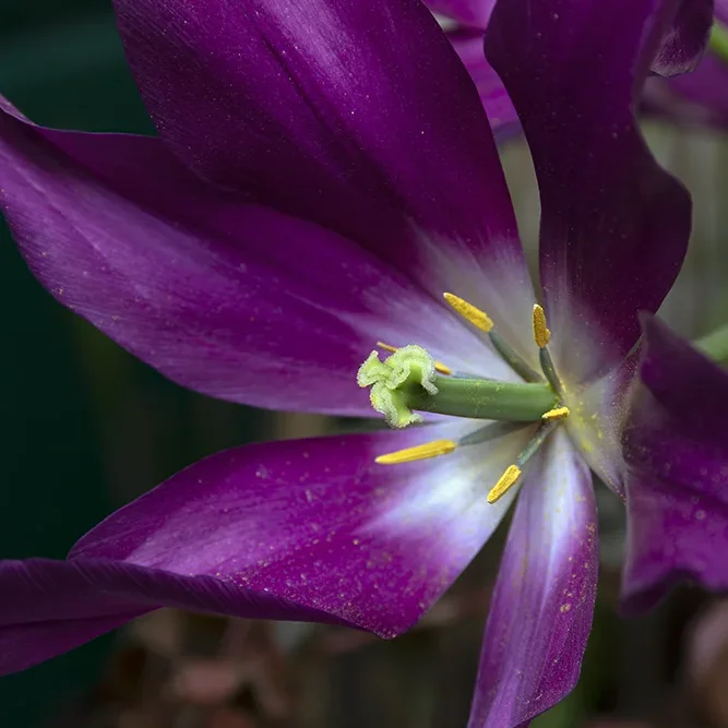 <strong>Flore #1363 - </strong> <small>© Rémy SALAÜN</small>