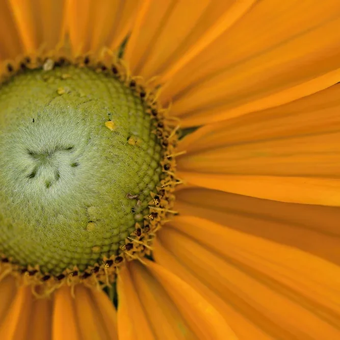 <strong>Flore #1484 - </strong> <small>© Rémy SALAÜN</small>