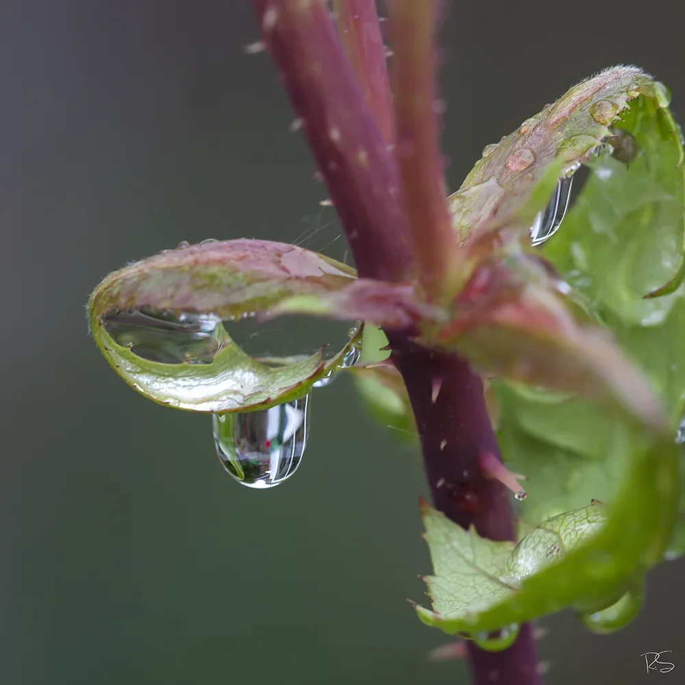 <strong>Après la Pluie #1256</strong> <small>© Rémy SALAÜN</small>