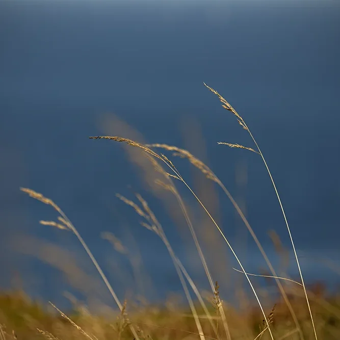 <strong>Vue Sur Mer #726 - Plévenon | 22</strong> <small>© Rémy SALAÜN</small>