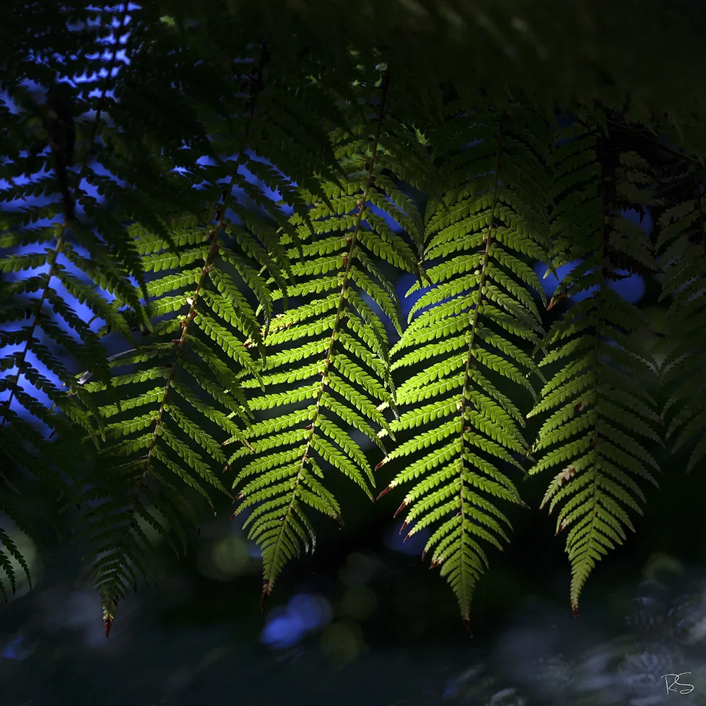 <strong>Flore #1474 - </strong> <small>© Rémy SALAÜN</small>