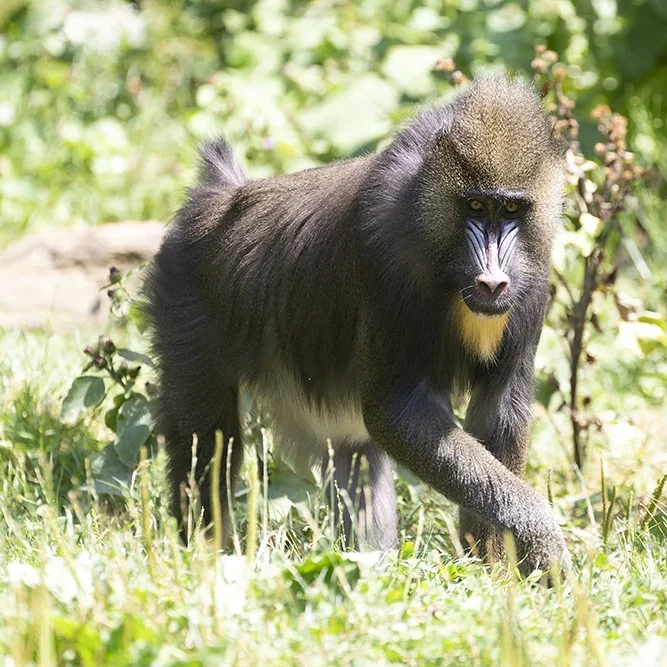 <strong>Animalité #1050 - </strong> <small>© Rémy SALAÜN</small>