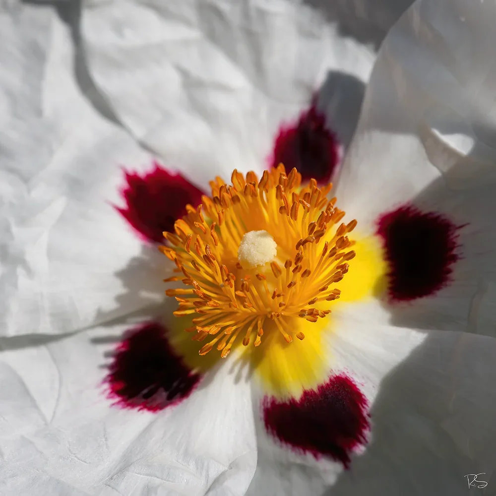 <strong>Flore #1473 - </strong> <small>© Rémy SALAÜN</small>