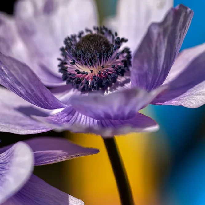 <strong>Flore #1385 - </strong> <small>© Rémy SALAÜN</small>