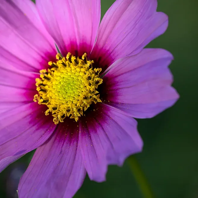 <strong>Flore #1405 - </strong> <small>© Rémy SALAÜN</small>