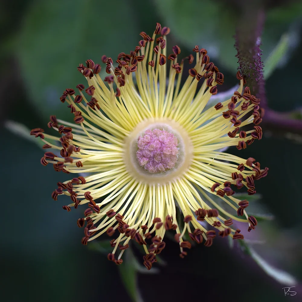 <strong>Flore #1397 - </strong> <small>© Rémy SALAÜN</small>