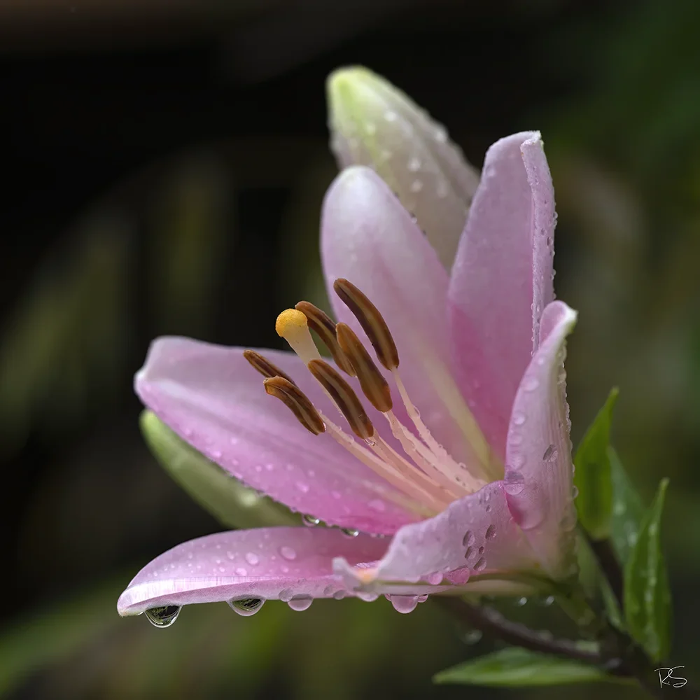 <strong>Après la Pluie #1238 - </strong> <small>© Rémy SALAÜN</small>