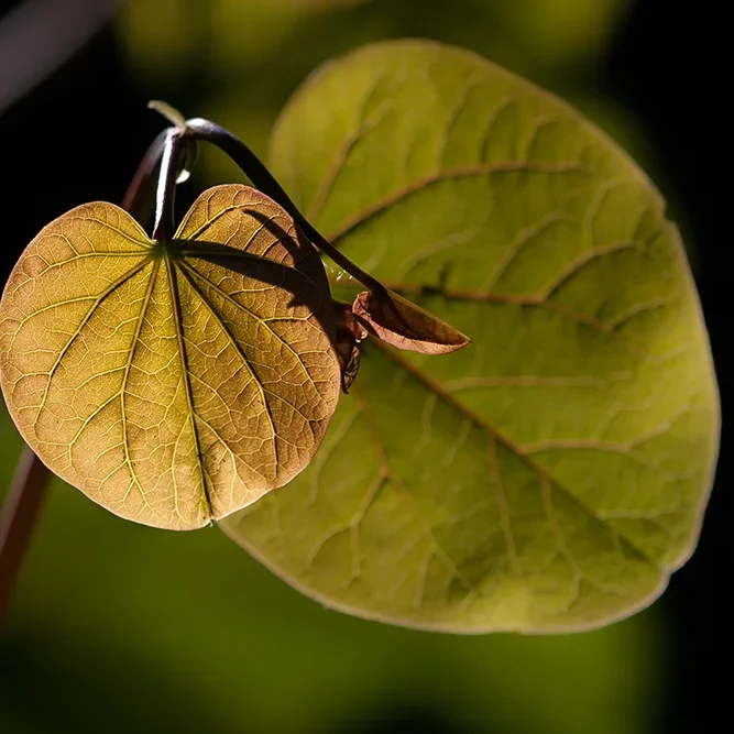 <strong>Flore #1476 - </strong> <small>© Rémy SALAÜN</small>