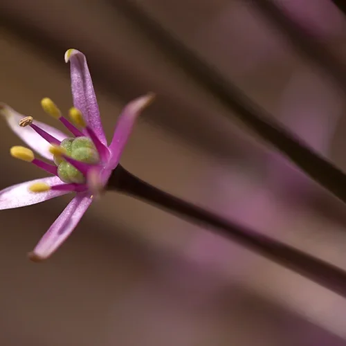 <strong>Flore #1400 - </strong> <small>© Rémy SALAÜN</small>