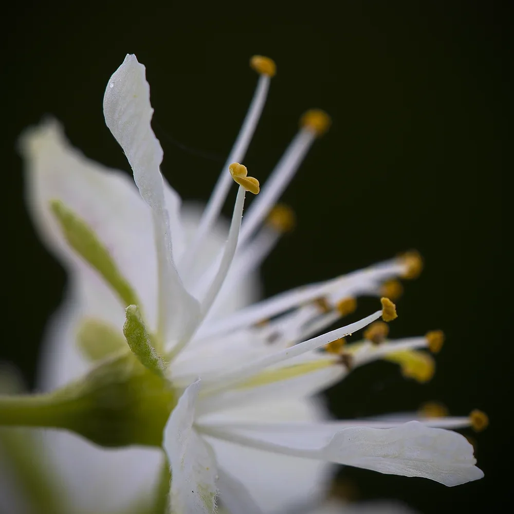 <strong>Flore #1366 - </strong> <small>© Rémy SALAÜN</small>