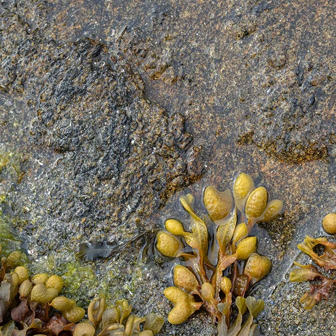 <strong>Vue Sur Mer #665 - Plévenon | 22</strong> <small>© Rémy SALAÜN</small>