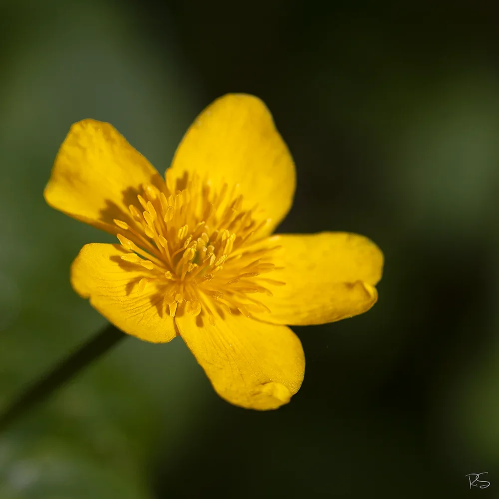 <strong>Flore #1381 - </strong> <small>© Rémy SALAÜN</small>