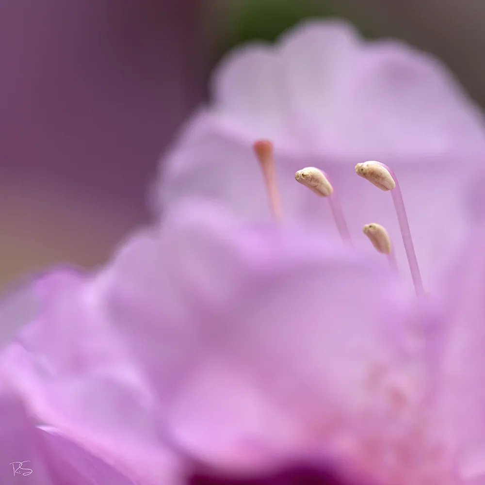 <strong>Flore #1393 - </strong> <small>© Rémy SALAÜN</small>