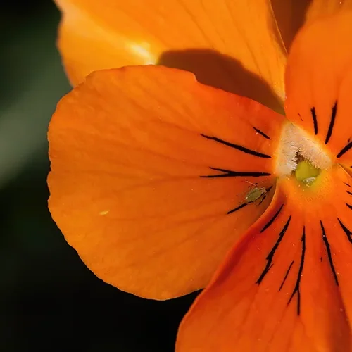 <strong>Flore #1495 - </strong> <small>© Rémy SALAÜN</small>