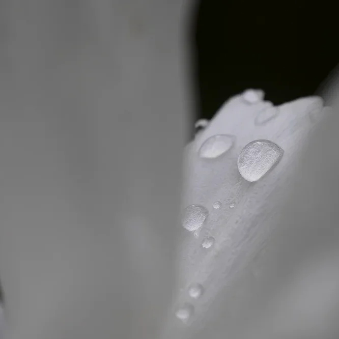 <strong>Après la Pluie #1195 - </strong> <small>© Rémy SALAÜN</small>